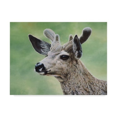 Jeff Tift 'Mule Deer In Velvet' Canvas Art,24x32